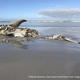 Imagen: Hennie Otto/Marine Dynamics/Dyer Island Conservation Trust.